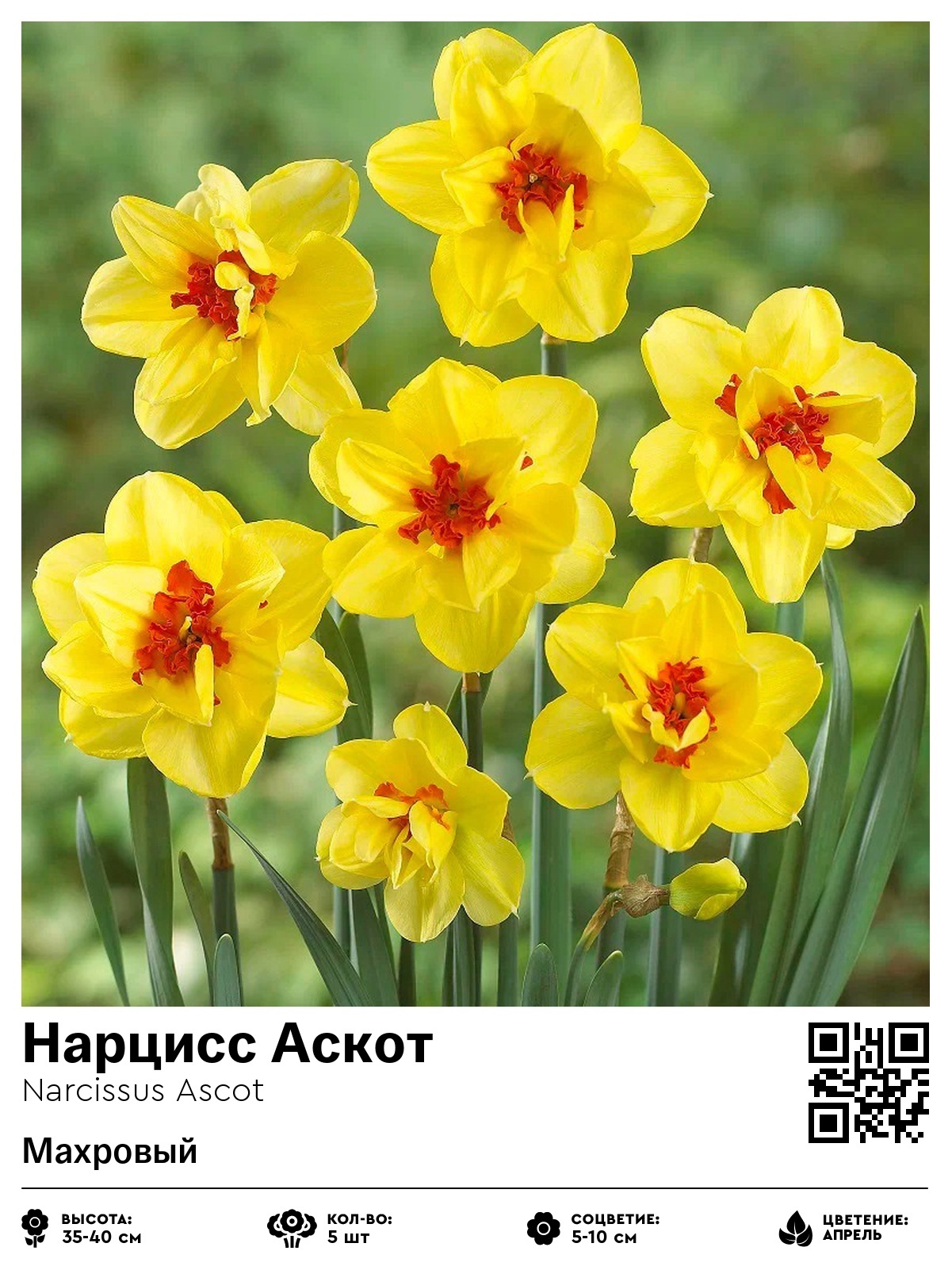 Нарцисс Аскот (Махровый)
