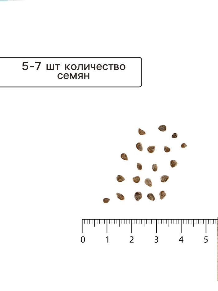 Семена Томат «Король Лондона», индетерминантный, высокорослый, 0.05 г, «Семена Алтая»