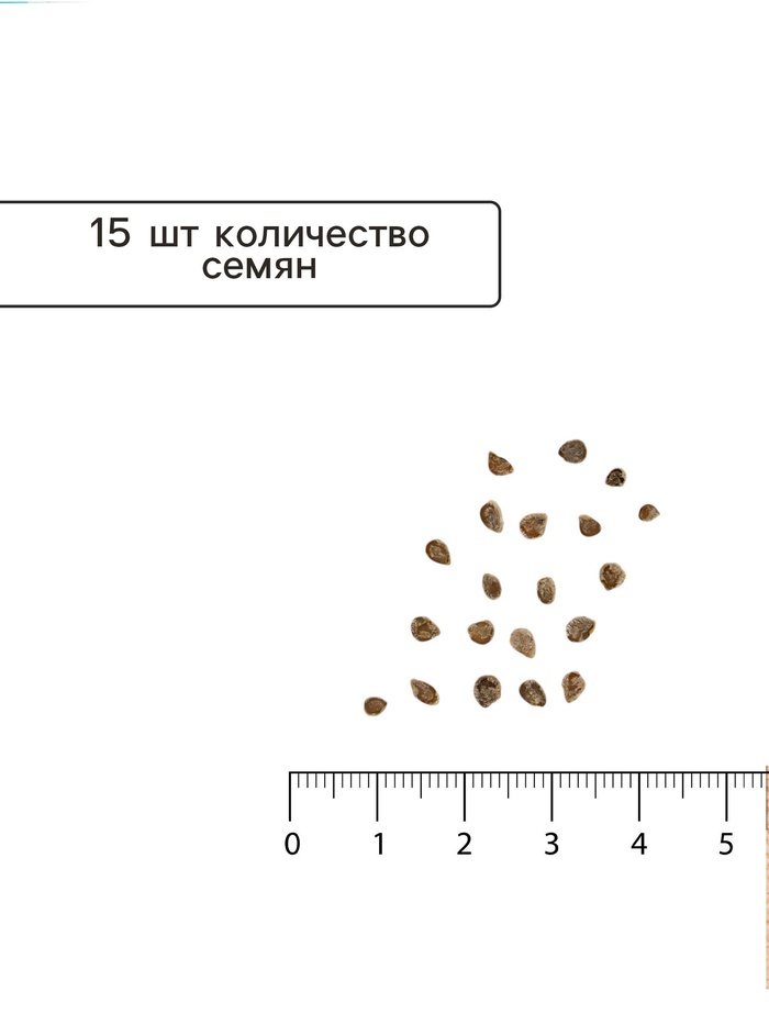 Семена Томат