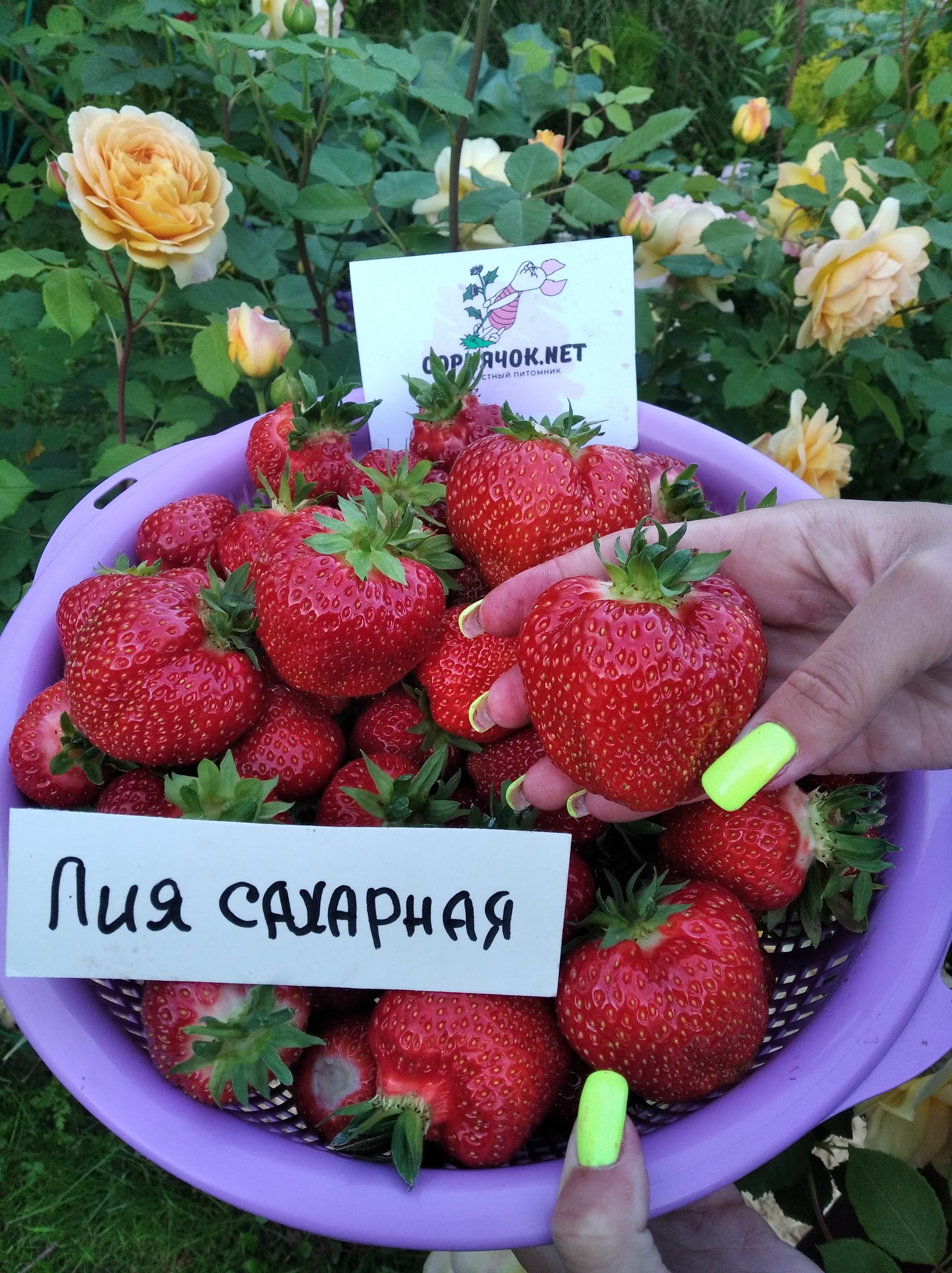 Клубника Лиа сахарная