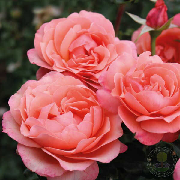 Lions Rose