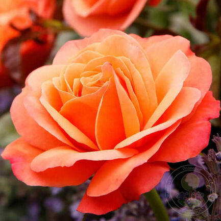 Lions Rose