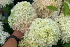 Гортензия метельчатая Скайфолл