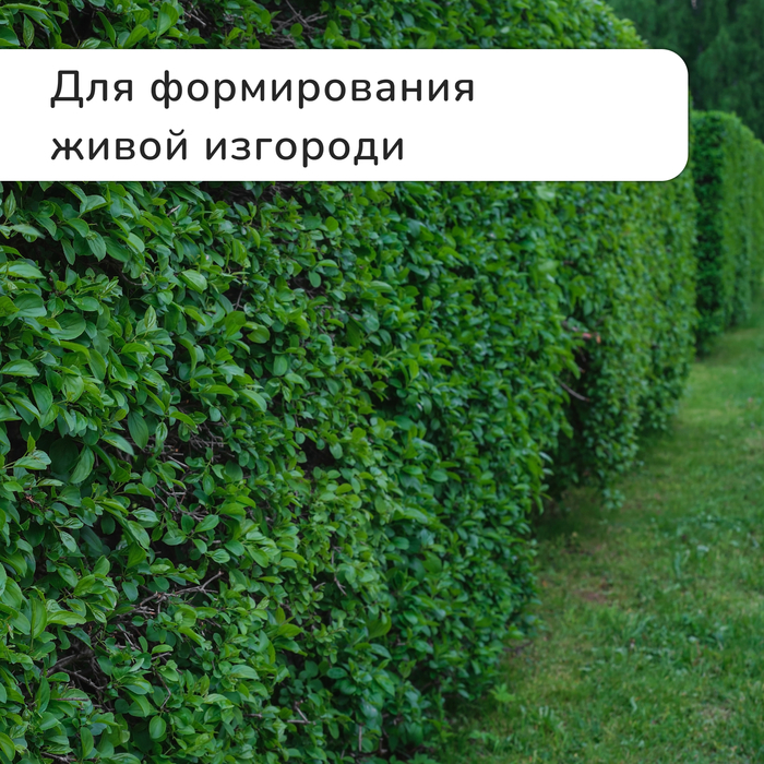Кусторез, 21.5