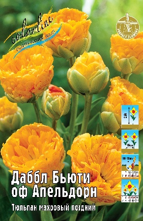 Тюльпан Даббл Бьюти оф Апельдорн (В упаковке 8 шт.)