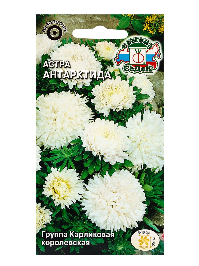 Семена Цветов Астра