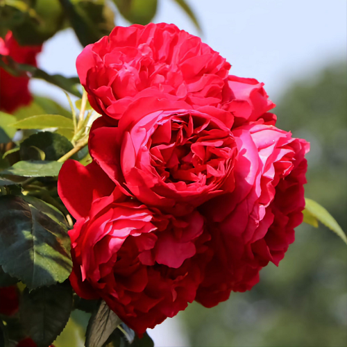 R510 ФЛОРЕНТИНА