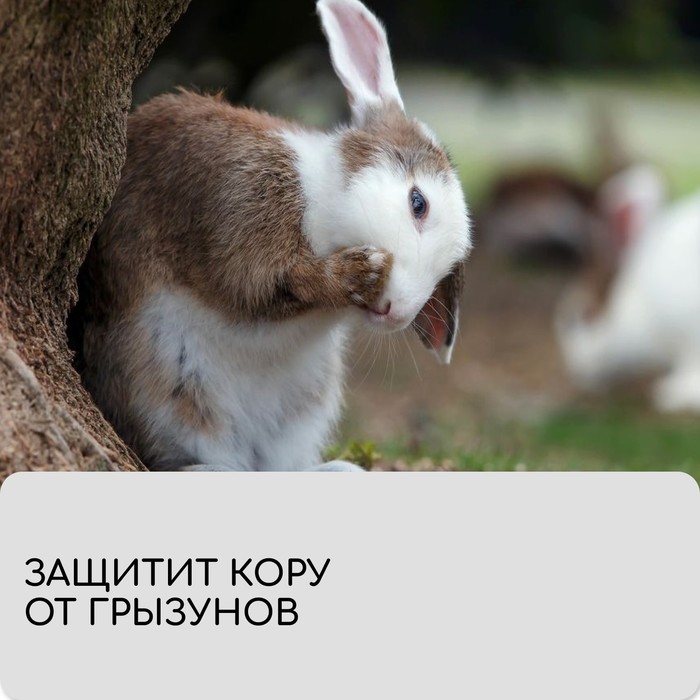 Лента для подвязки растений, 50×0.02 м, плотность 60 г/м², спанбонд с УФ-стабилизатором, белая, Greengo, Эконом 20%