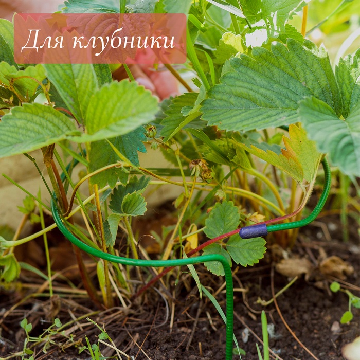 Кустодержатель для клубники, d=20 см, h=25 см, ножка d=0.3 см, металл, зелёный, Greengo