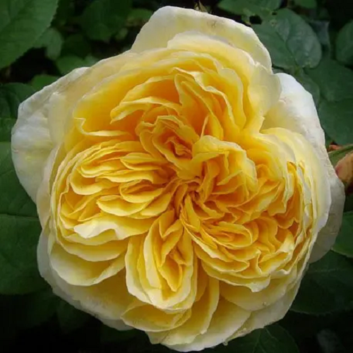 R553 ШАРЛОТТА