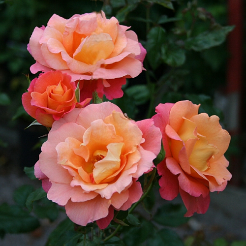 R513 ФРАЙЗИНГЕР МОРГЕНРЕТЕ
