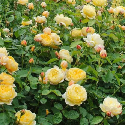 R553 ШАРЛОТТА