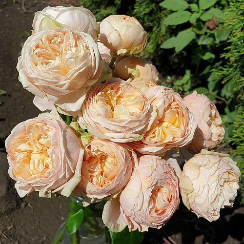 R455 СВИТ КАТАЛИНА