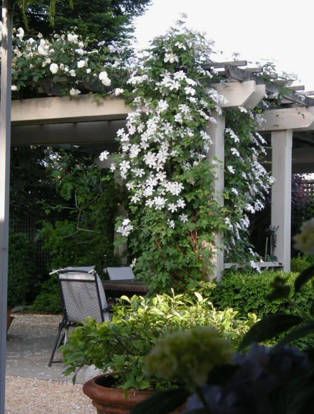 Clematis Huldine