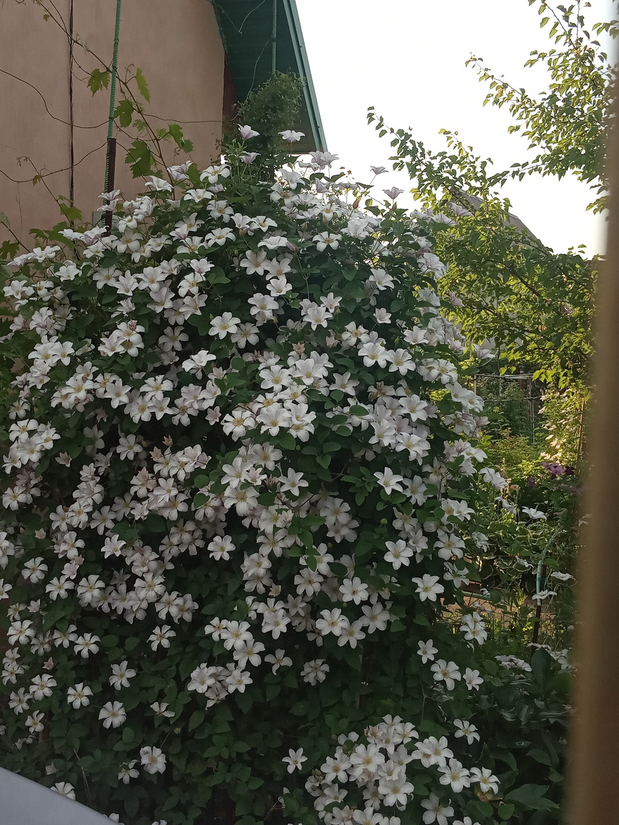 Clematis Huldine