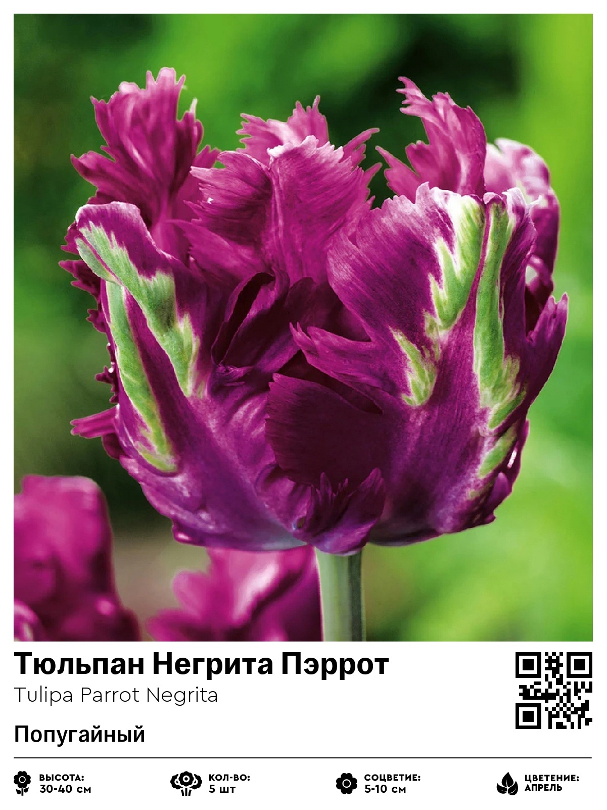 Тюльпан Негрита Пэррот (Попугайный)