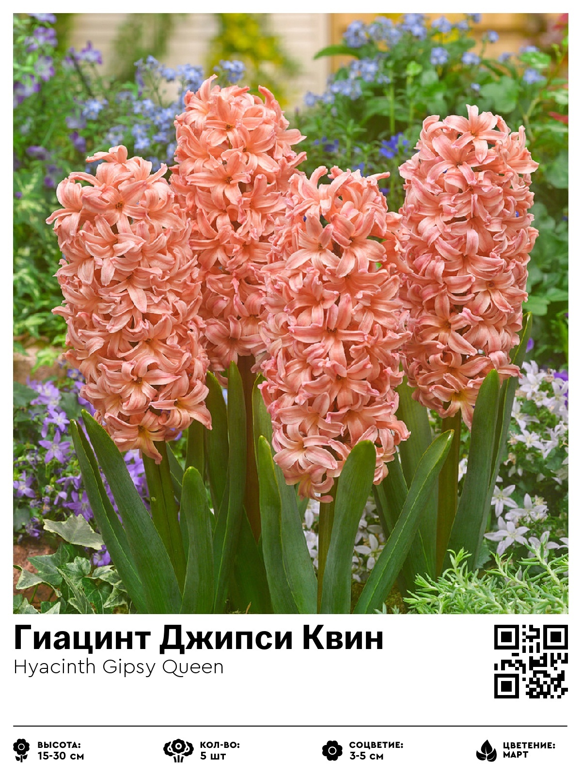 Гиацинт Джипси Квин