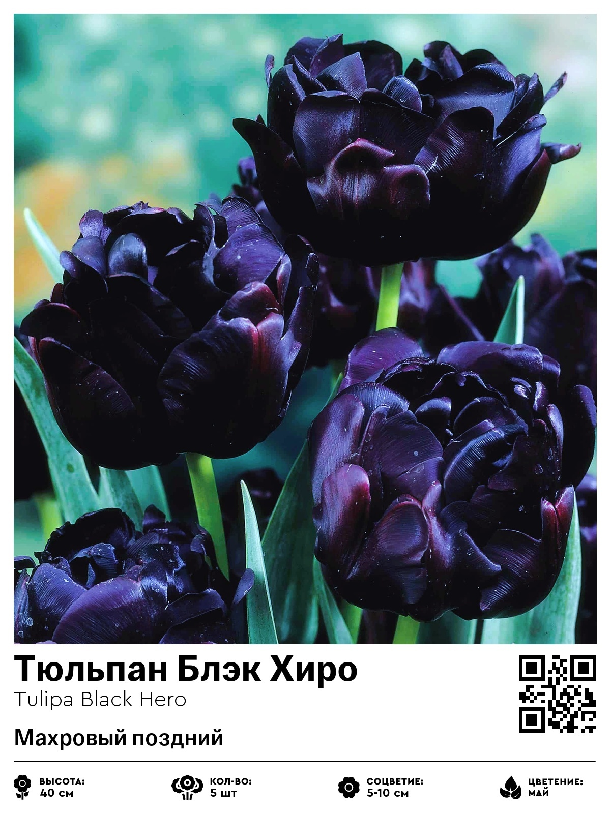 Тюльпан Блэк Хиро (Махровый поздний)