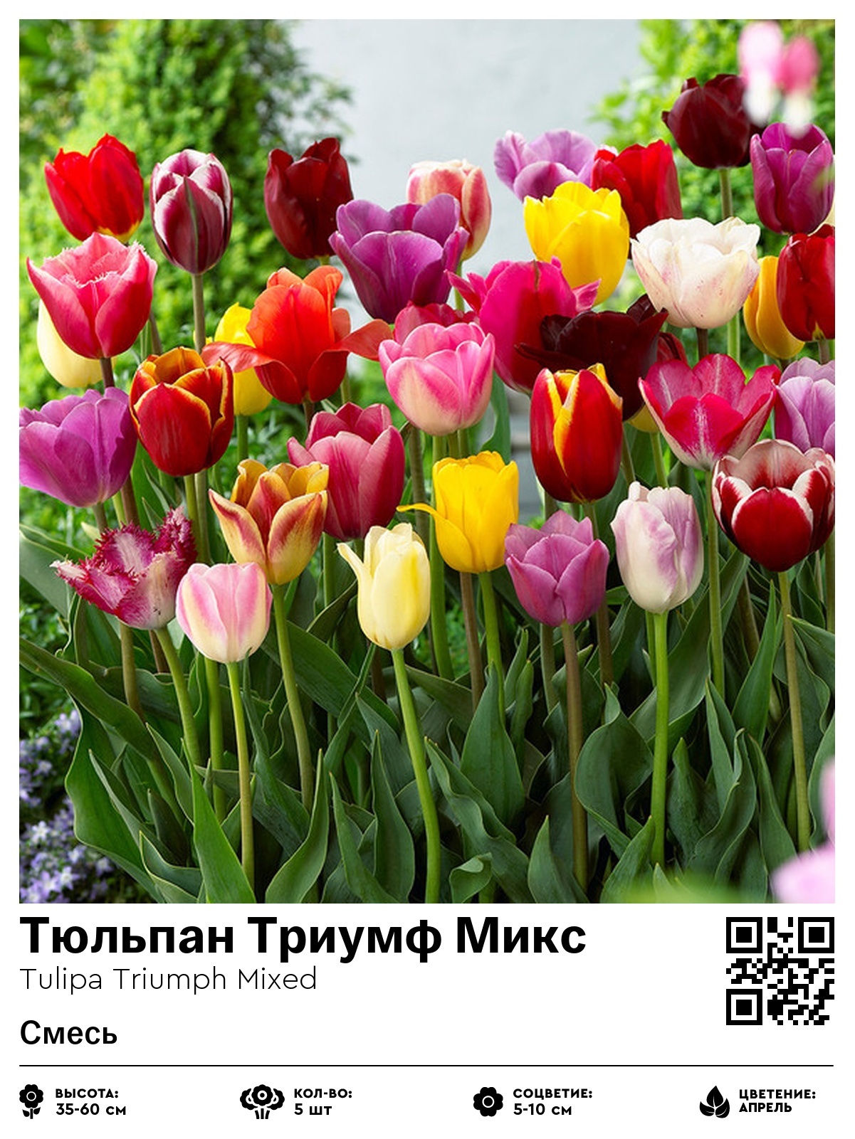Тюльпан Триумф Микс (Смесь)