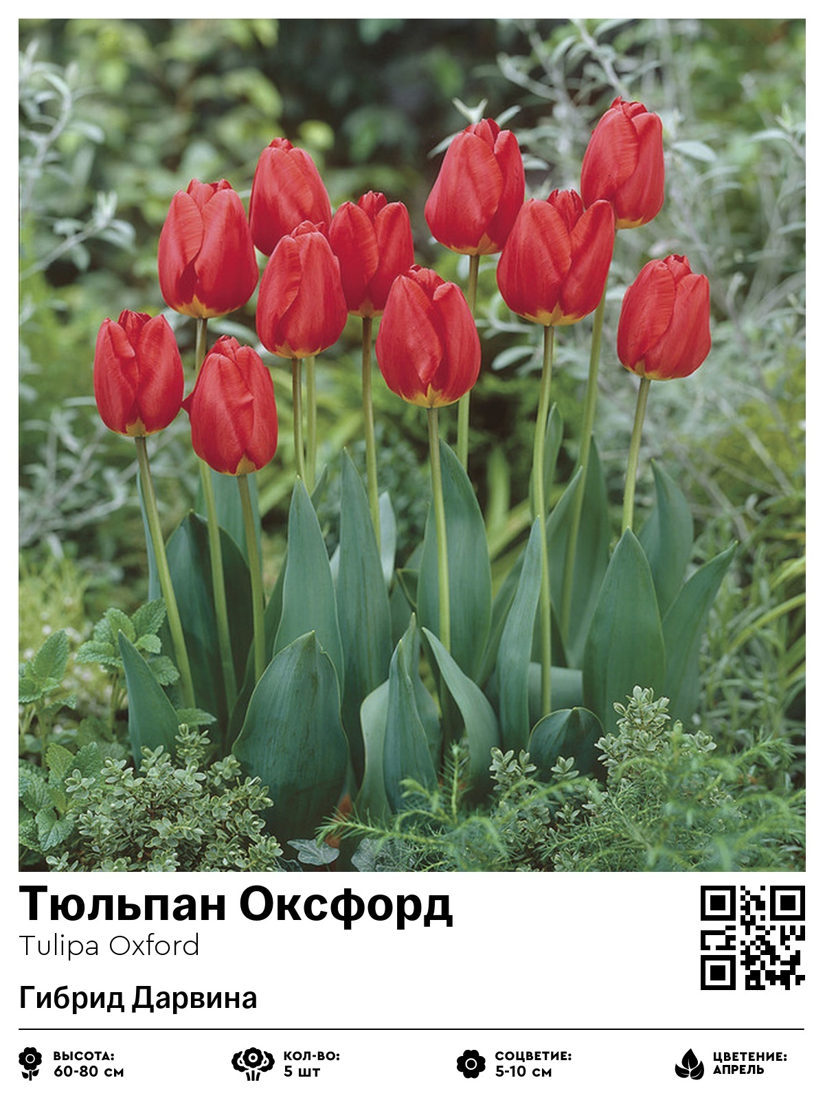 Тюльпан Оксфорд (Гибрид Дарвина)
