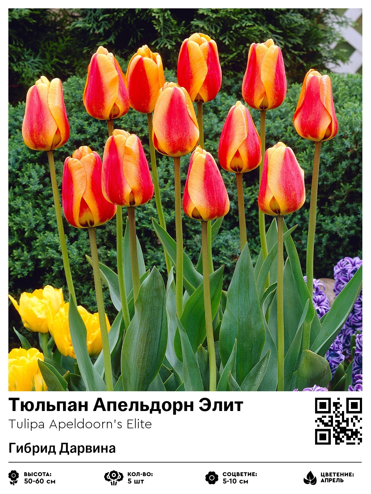 Тюльпан Апельдорн Элит (Гибрид Дарвина)