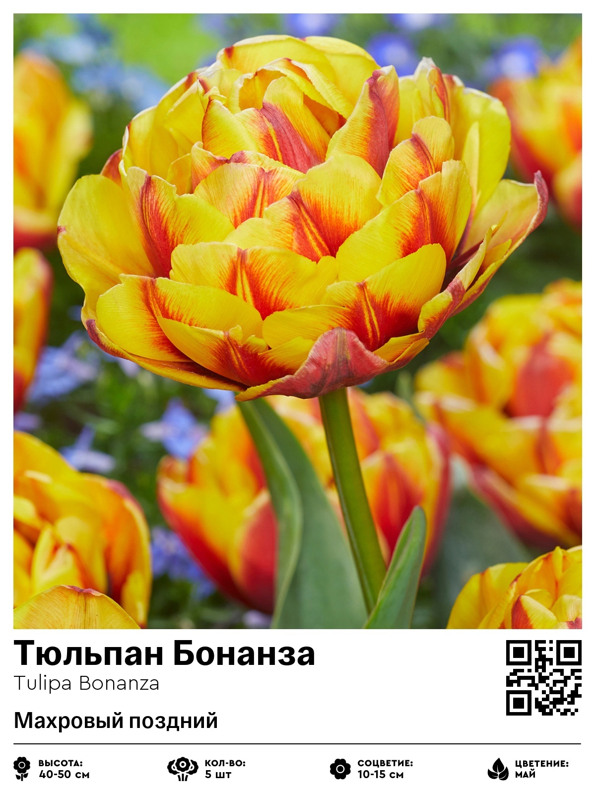 Тюльпан Бонанза (Махровый поздний)