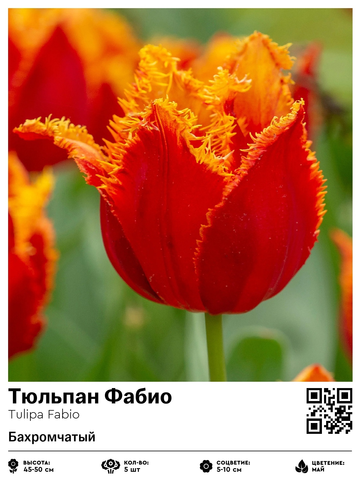 Тюльпан Фабио (Бахромчатый)
