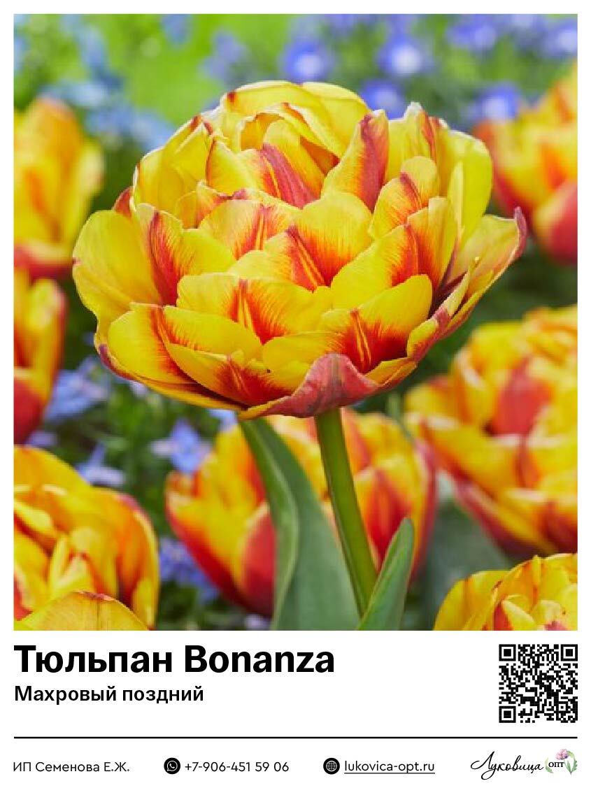 Тюльпан Бонанза (Махровый поздний)