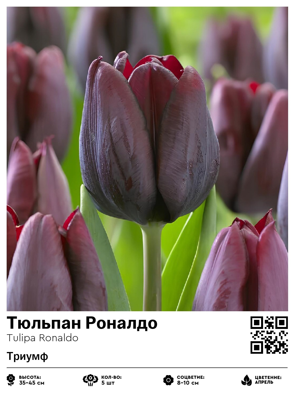 Тюльпан Роналдо (Триумф)