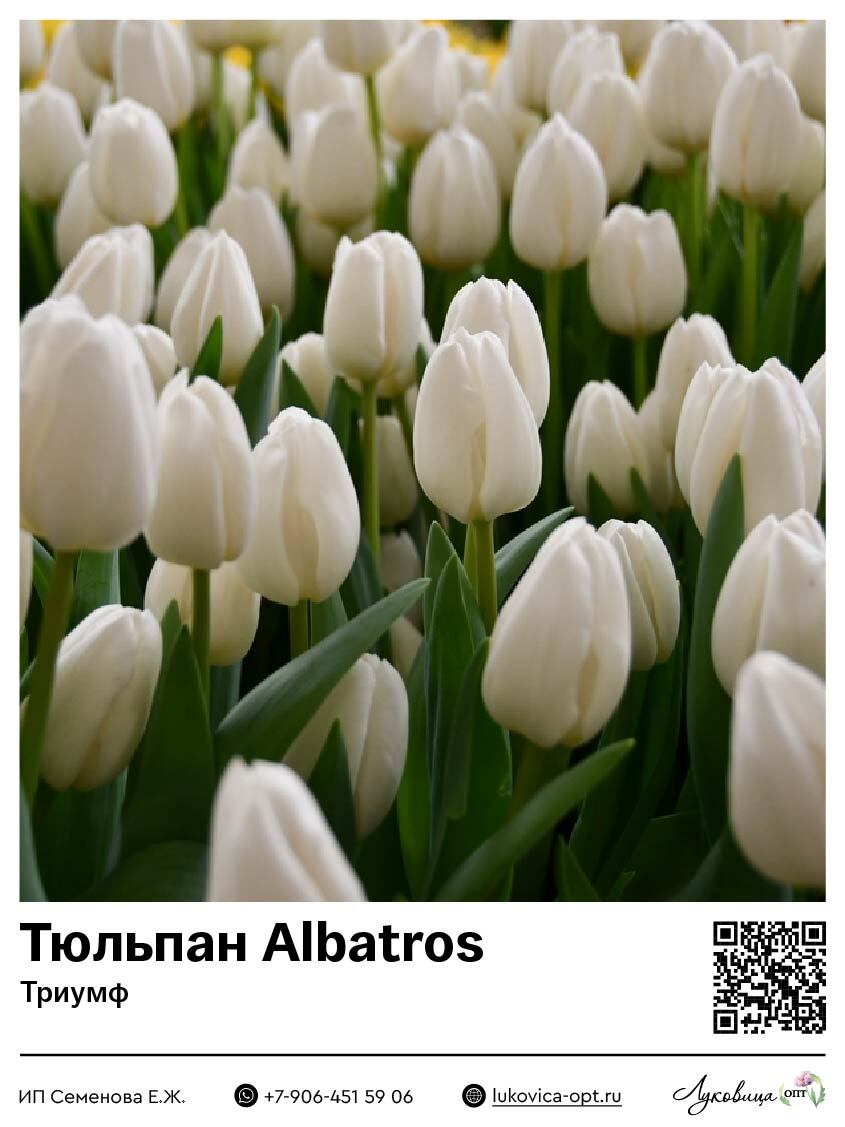 Тюльпан Альбатрос (Триумф)