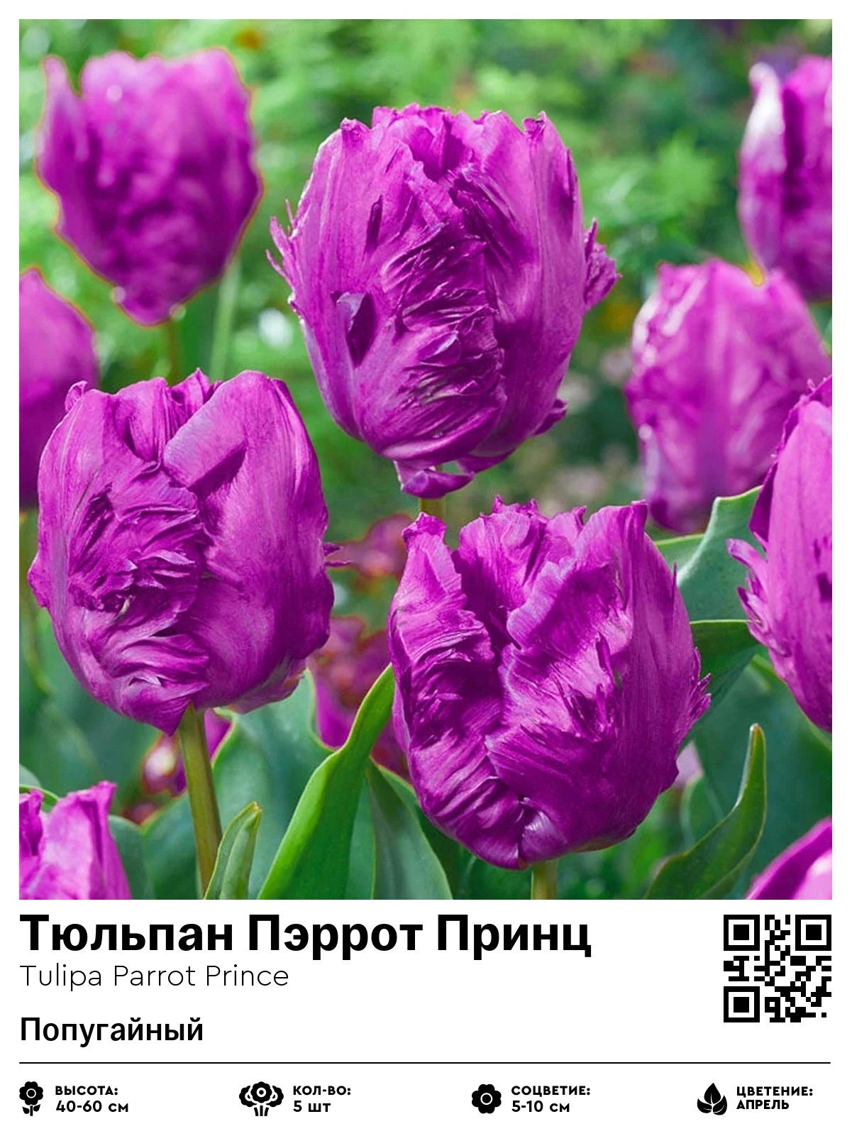 Тюльпан Пэррот Принц (Попугайный)