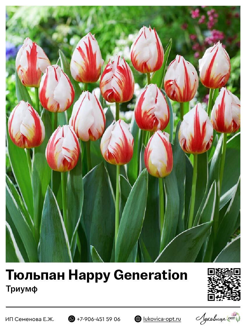 Тюльпан Хеппи Дженерейшн (Триумф)