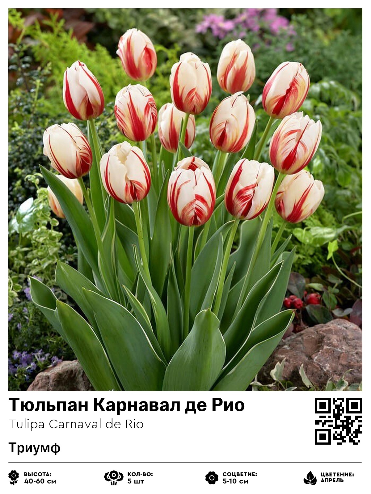 Тюльпан Роял Тен (Триумф)