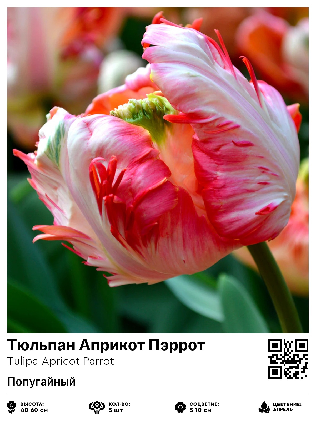 Тюльпан Априкот Пэррот (Попугайный)