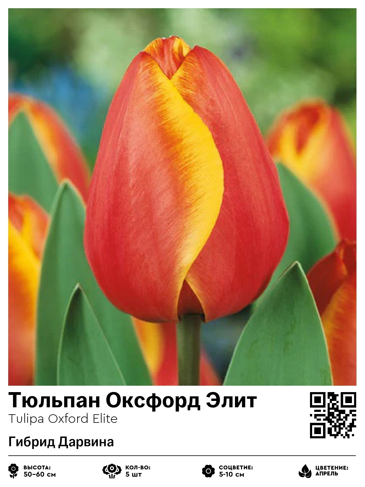 Тюльпан Оксфорд Элит (Гибрид Дарвина)