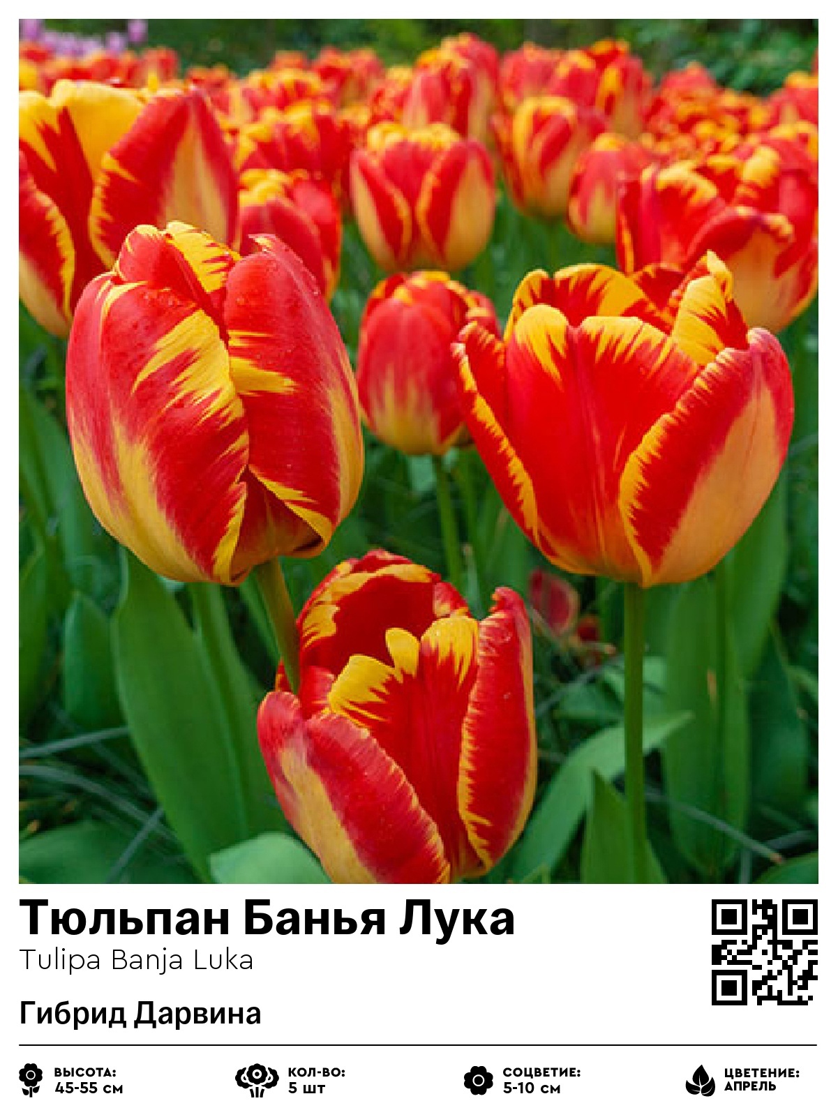 Тюльпан Банья Лука (Гибрид Дарвина)