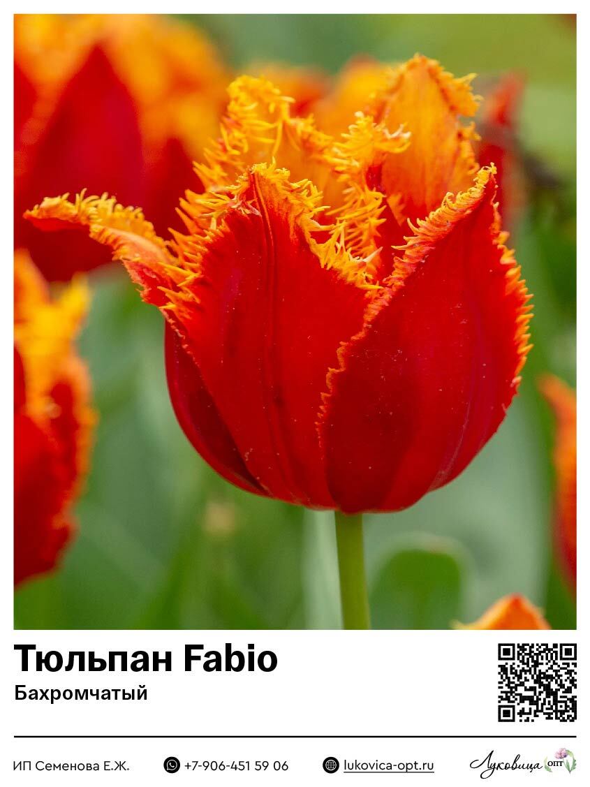 Тюльпан Фабио (Бахромчатый)
