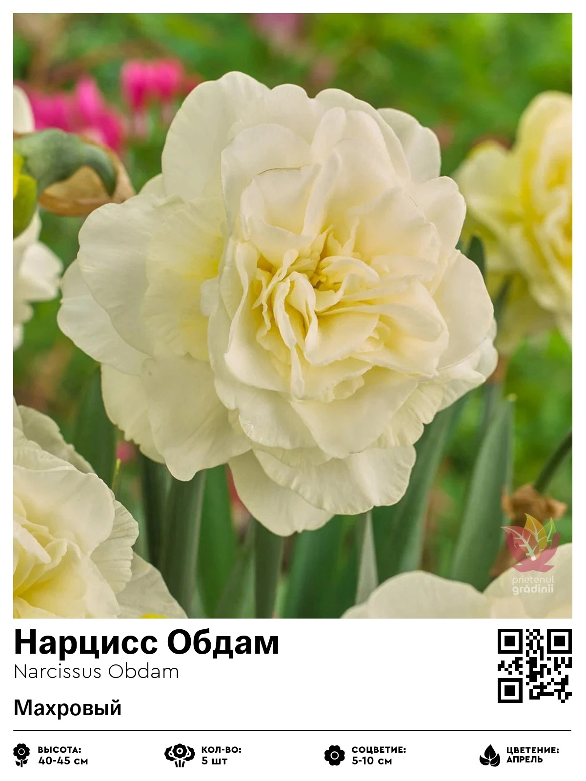 Нарцисс Обдам (Махровый)