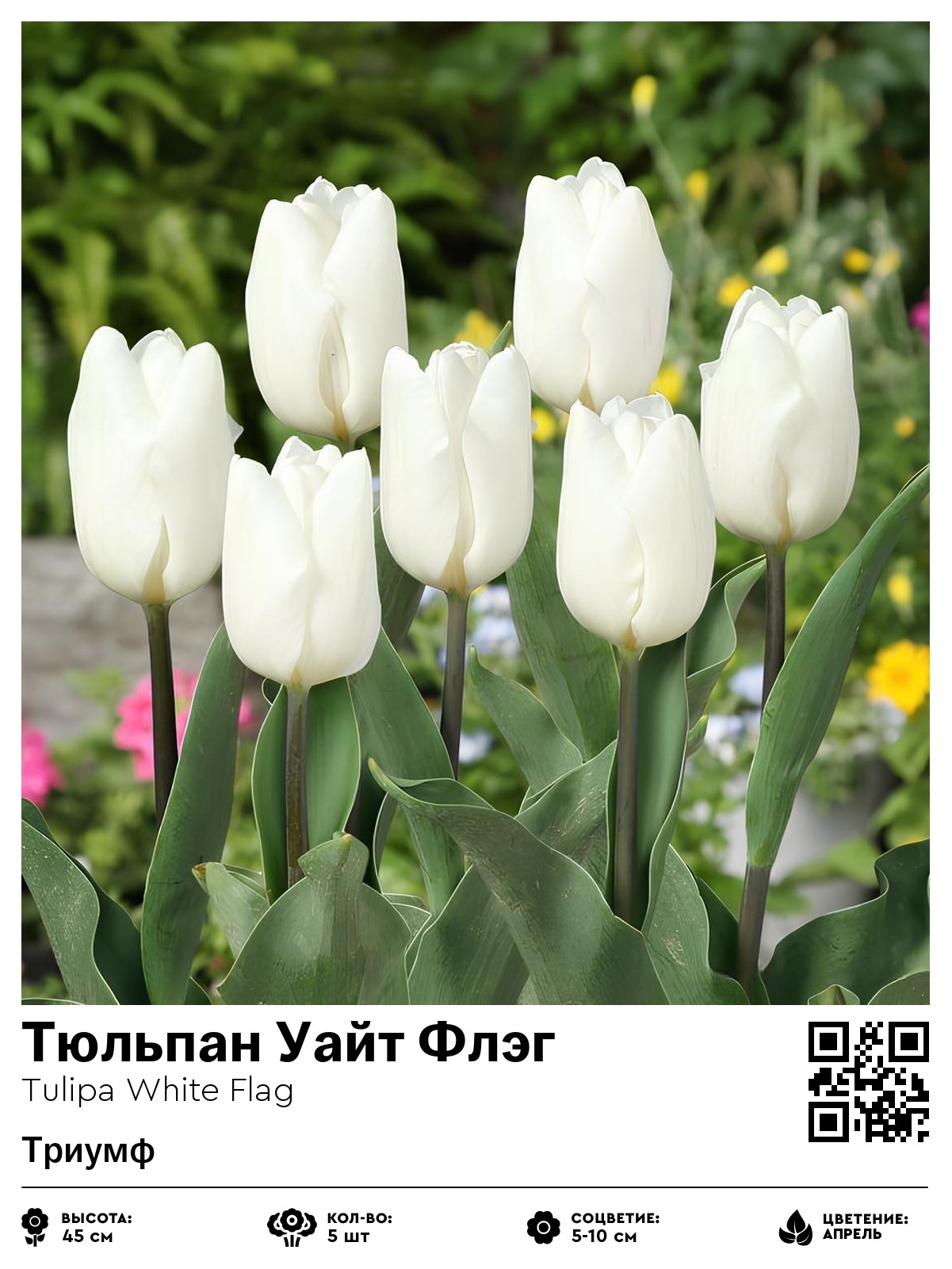 Тюльпан Уайт Флэг (Триумф)