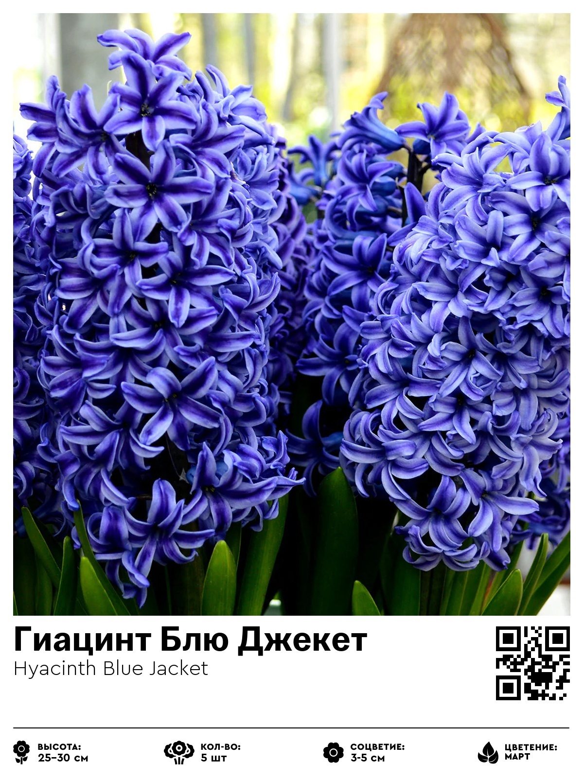 Гиацинт Блю Джекет