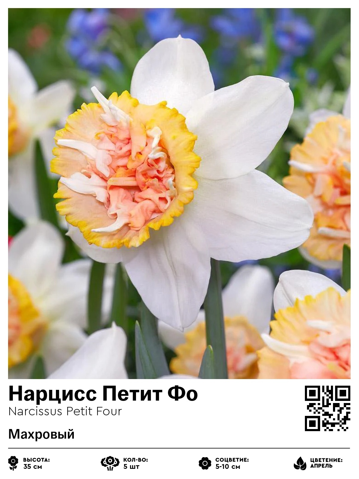 Нарцисс Петит Фо (Махровый)