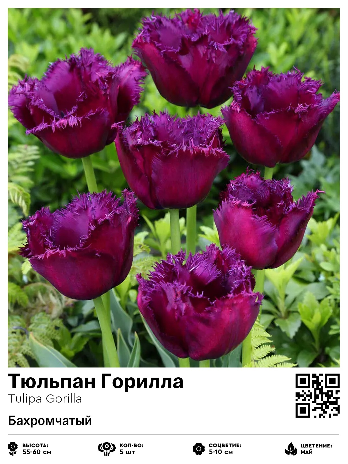 Тюльпан Горилла (Бахромчатый)