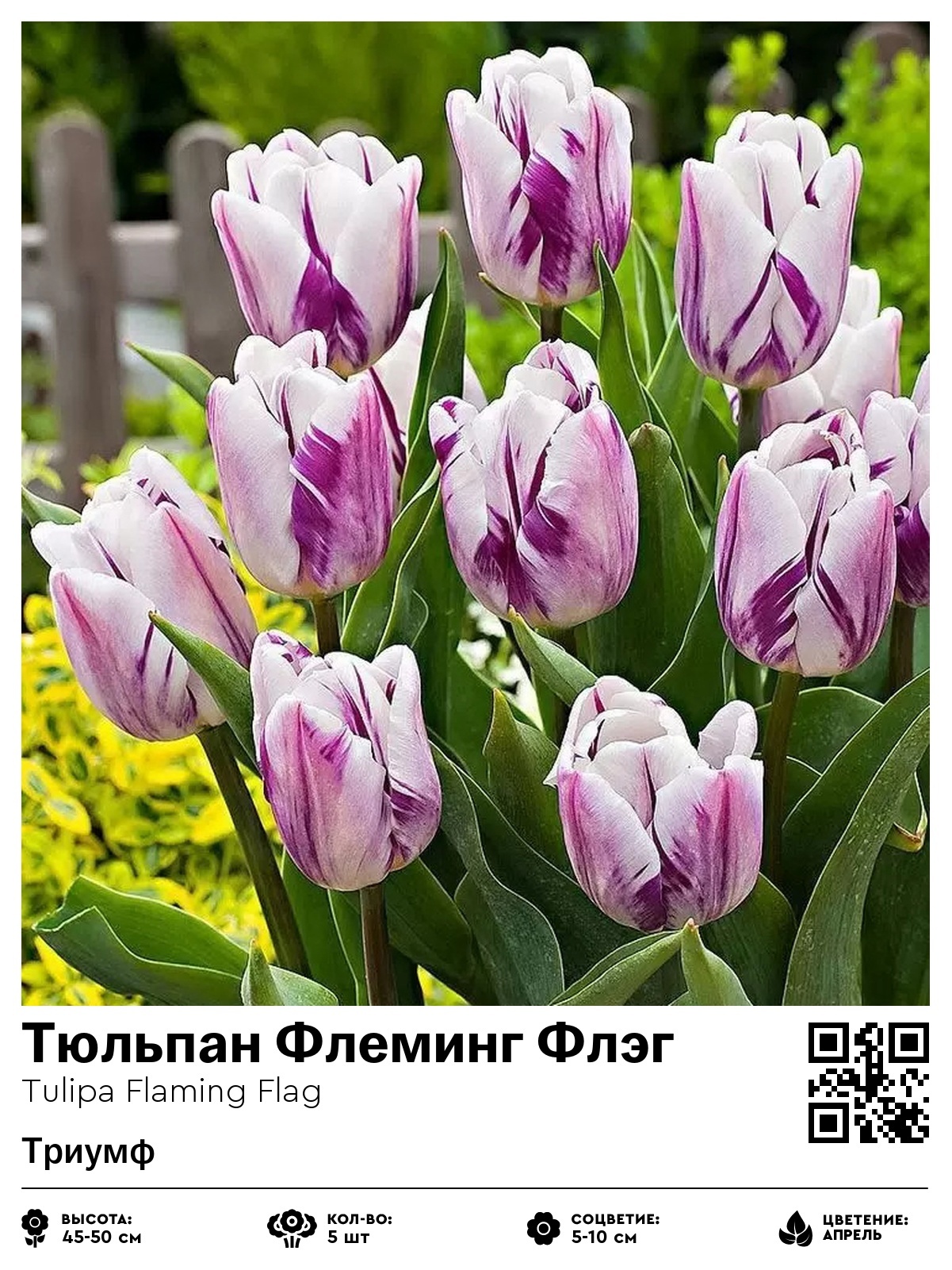 Тюльпан Флеминг Флэг (Триумф)