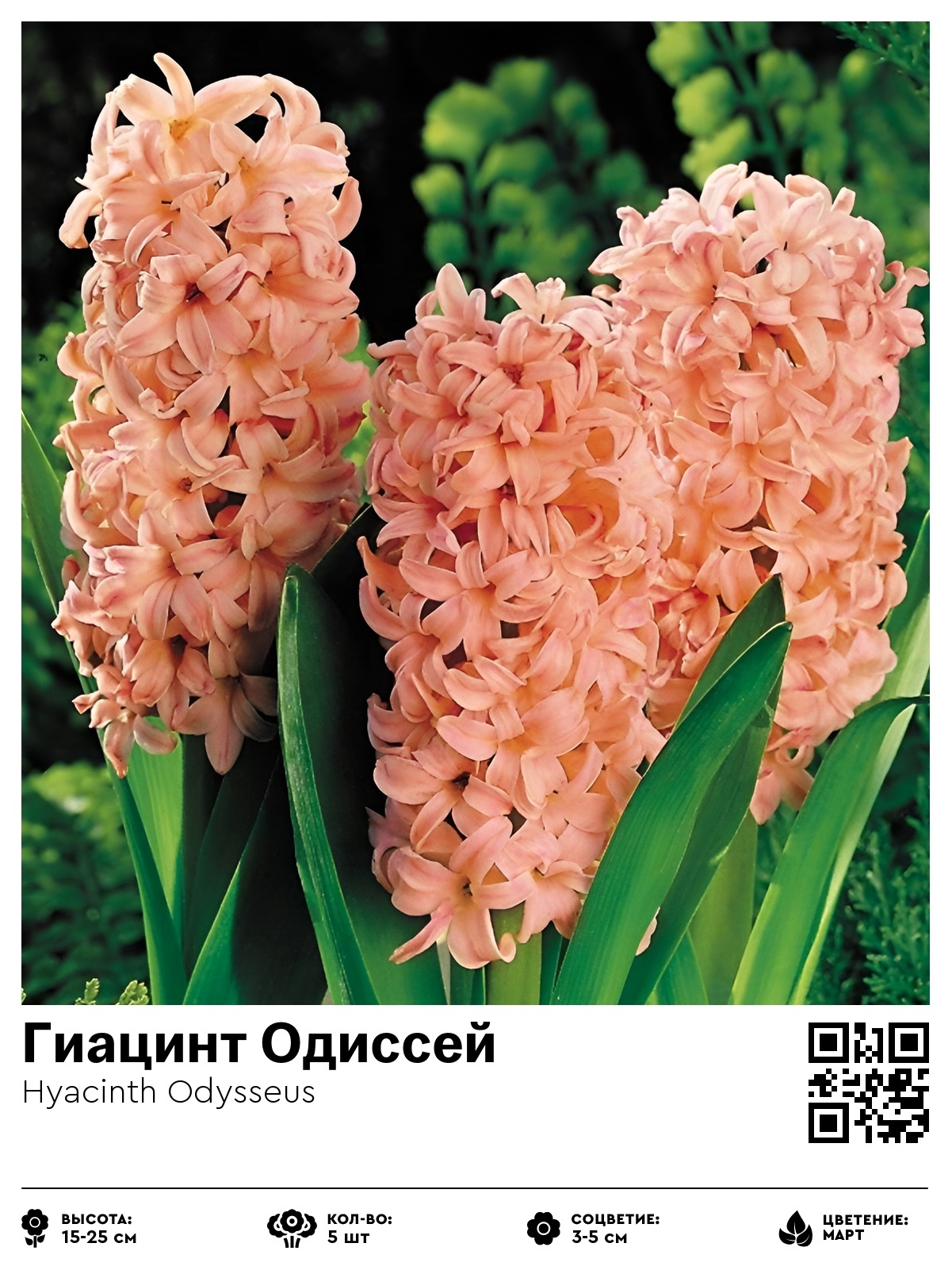 Гиацинт Одиссей