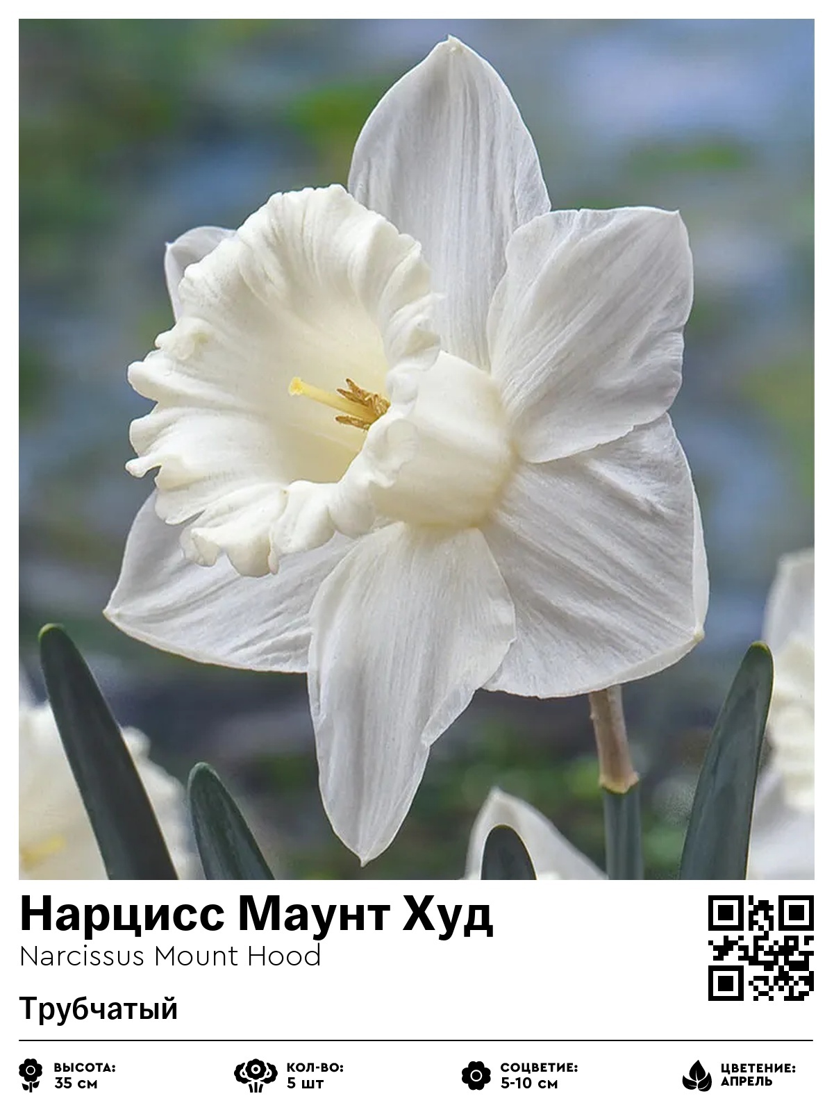 Нарцисс Маунт Худ (Трубчатый)