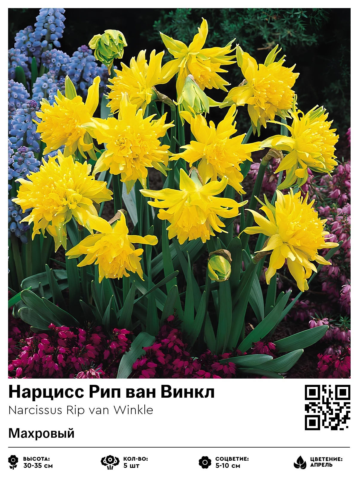 Нарцисс Рип ван Винкл (Махровый)