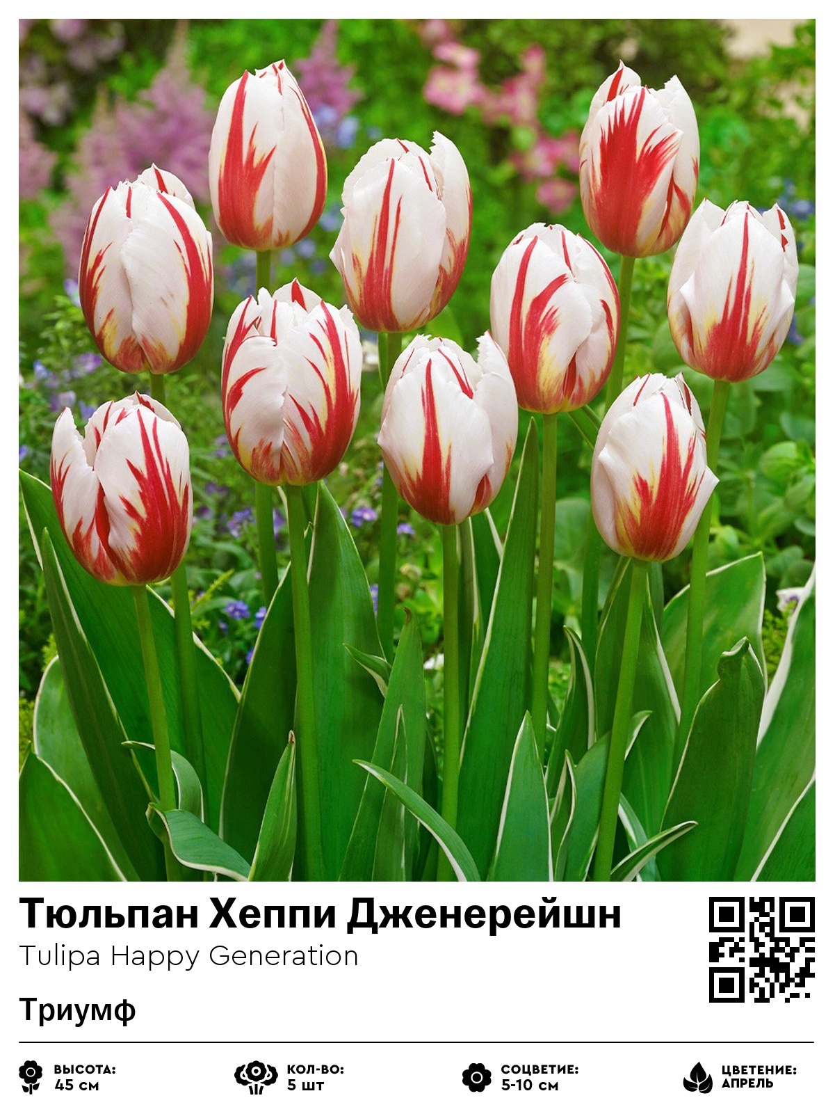 Тюльпан Хеппи Дженерейшн (Триумф)