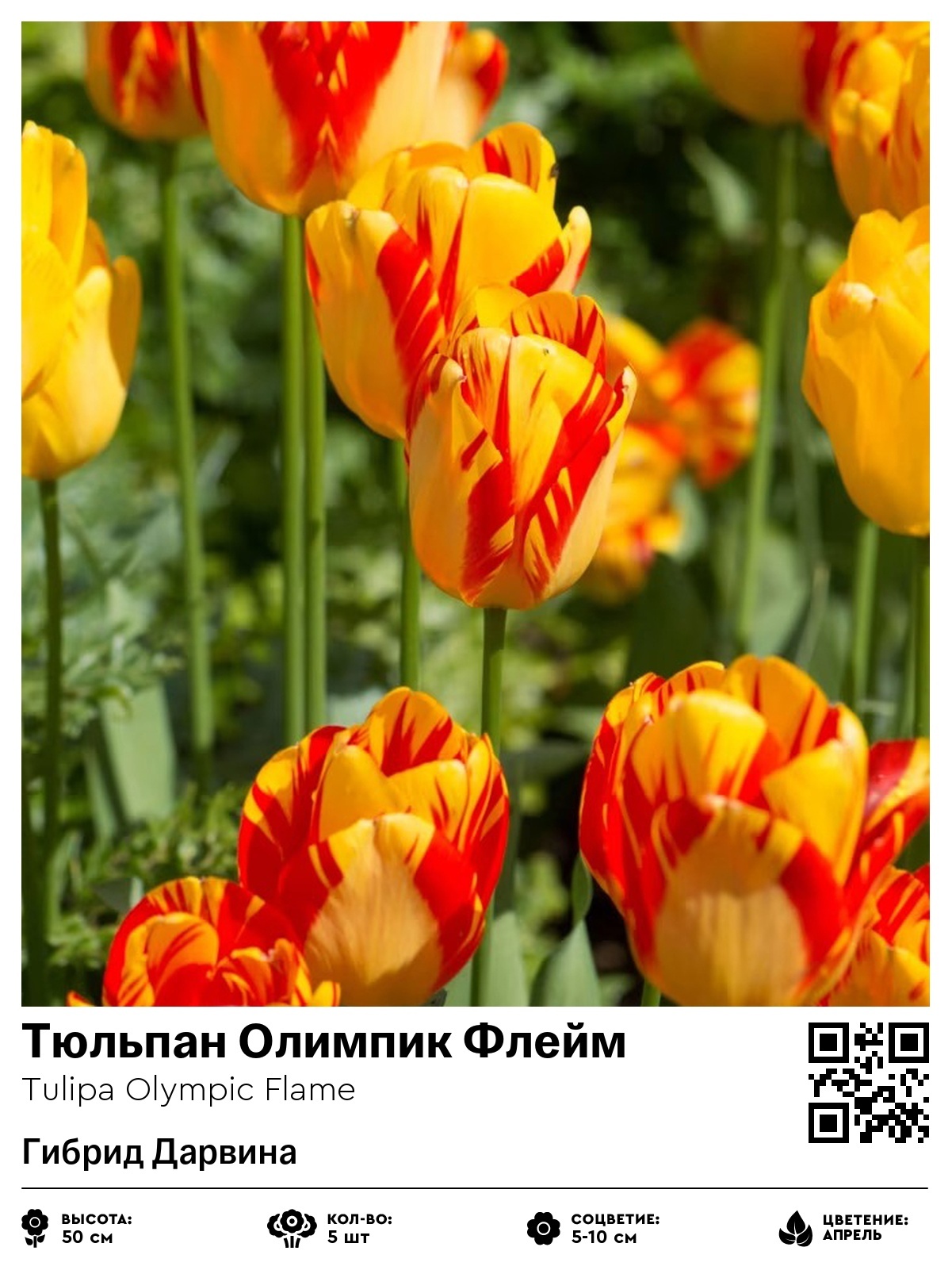 Тюльпан Олимпик Флейм (Гибрид Дарвина)