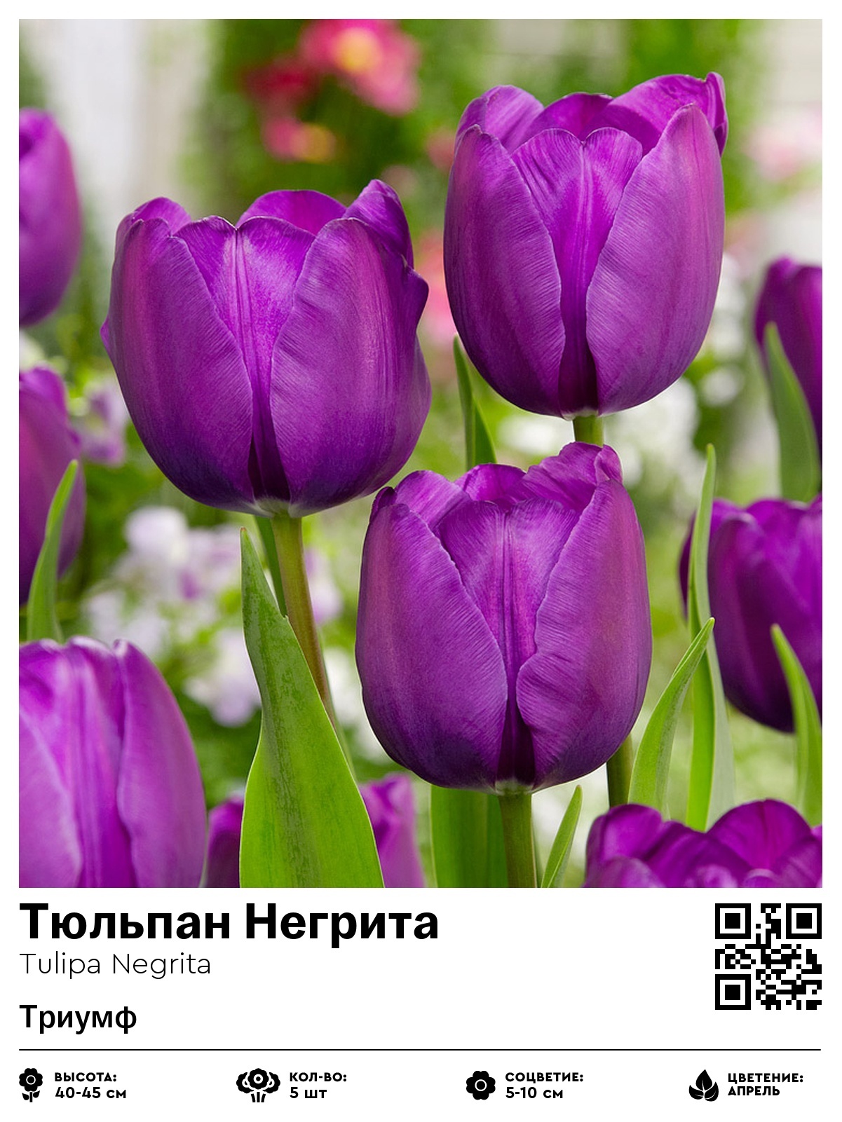 Тюльпан Негрита (Триумф)