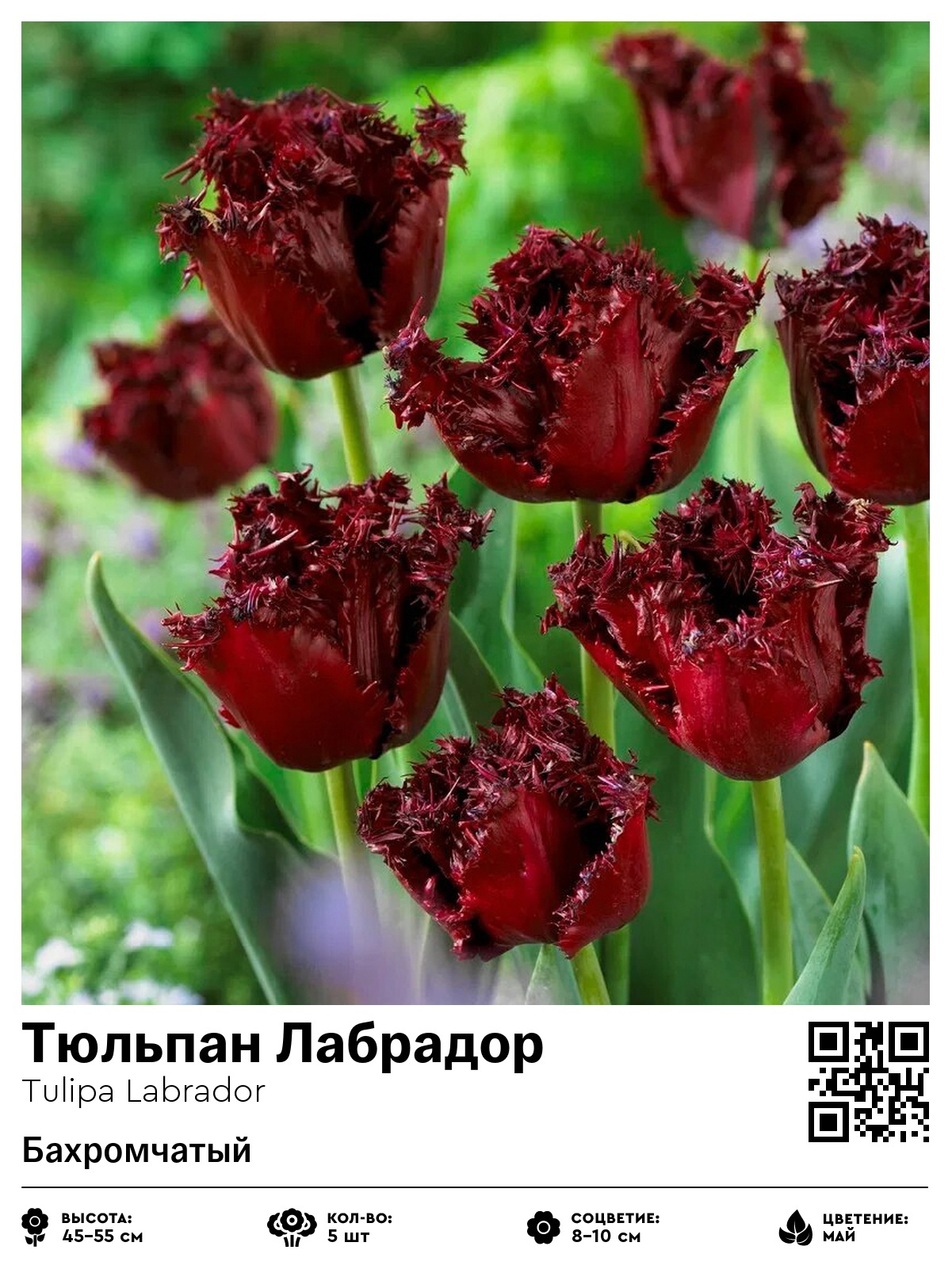 Тюльпан Лабрадор (Бахромчатый)